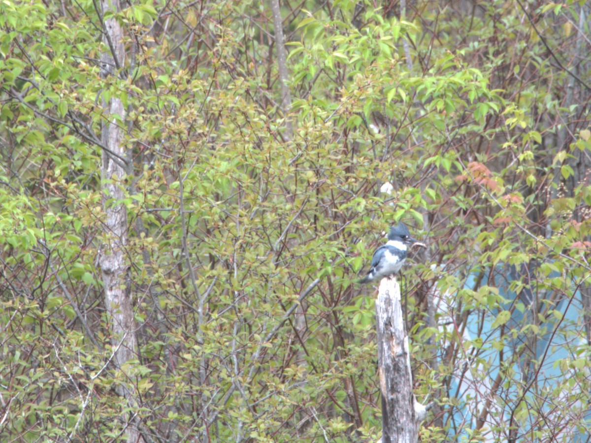 Belted Kingfisher - ML618922559