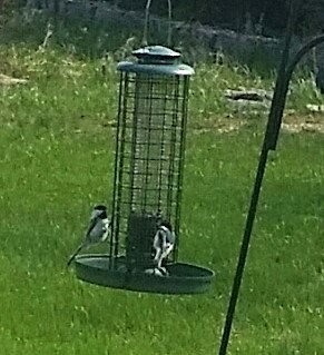 Black-capped Chickadee - Audrey McIlraith