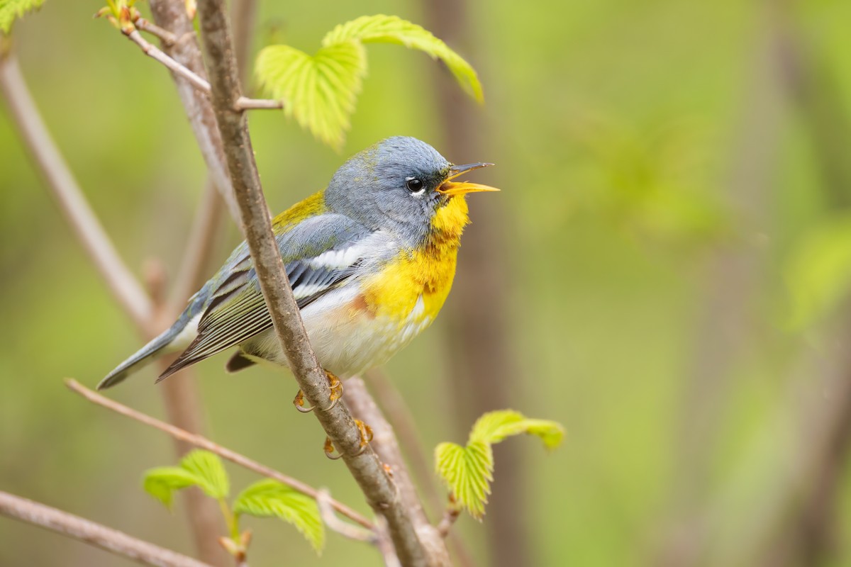 Northern Parula - Harris Stein