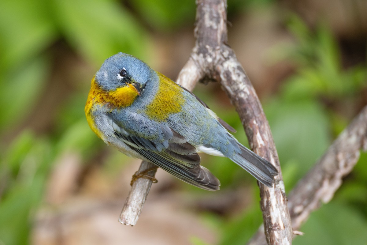 Northern Parula - Harris Stein