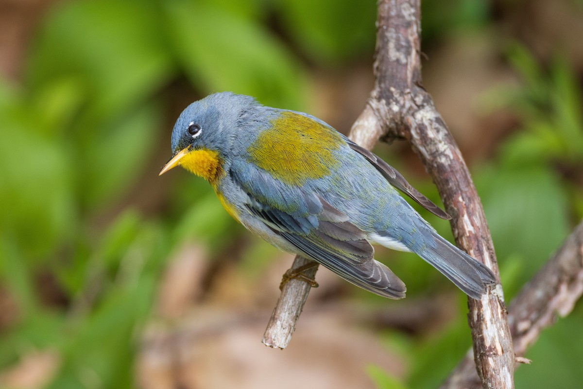 Northern Parula - Harris Stein