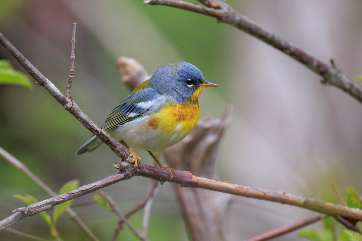 Northern Parula - Harris Stein