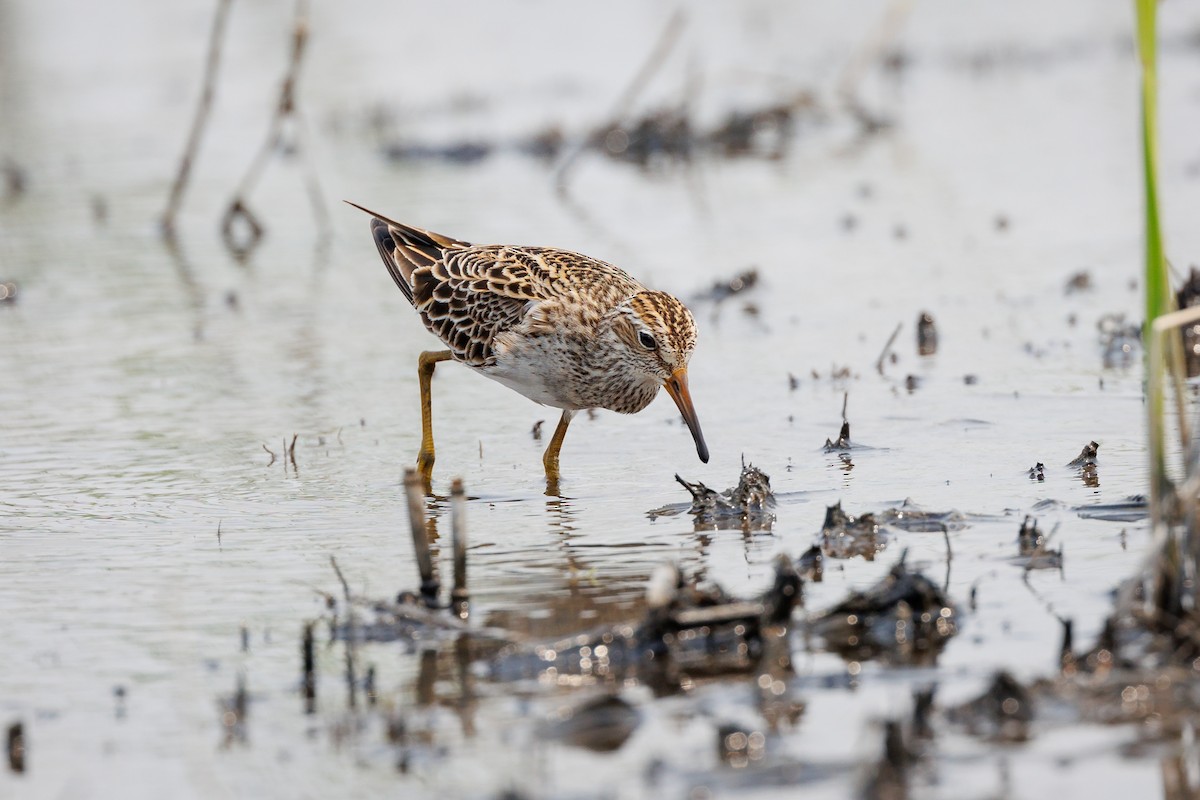 Pectoral Sandpiper - ML618922606