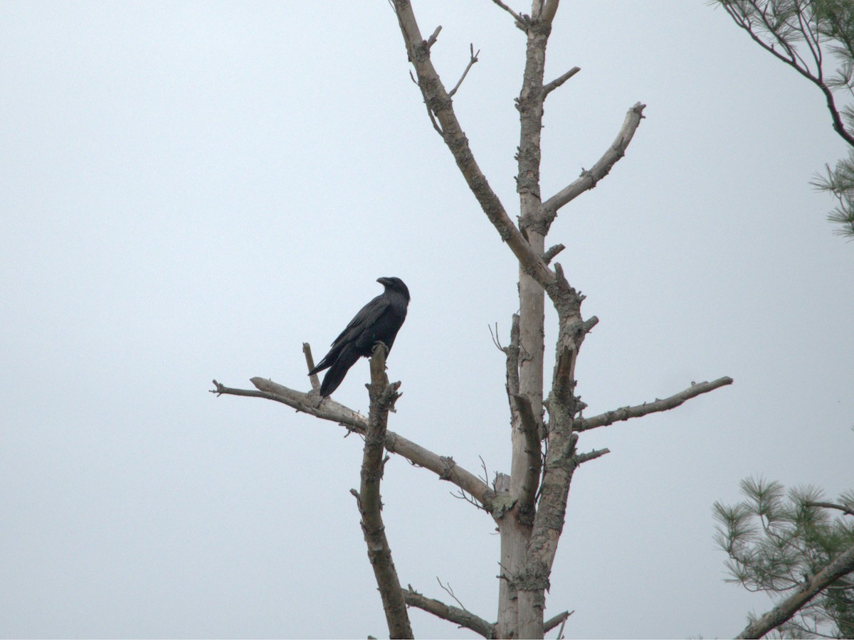 American Crow - Jean-Marc Vallières