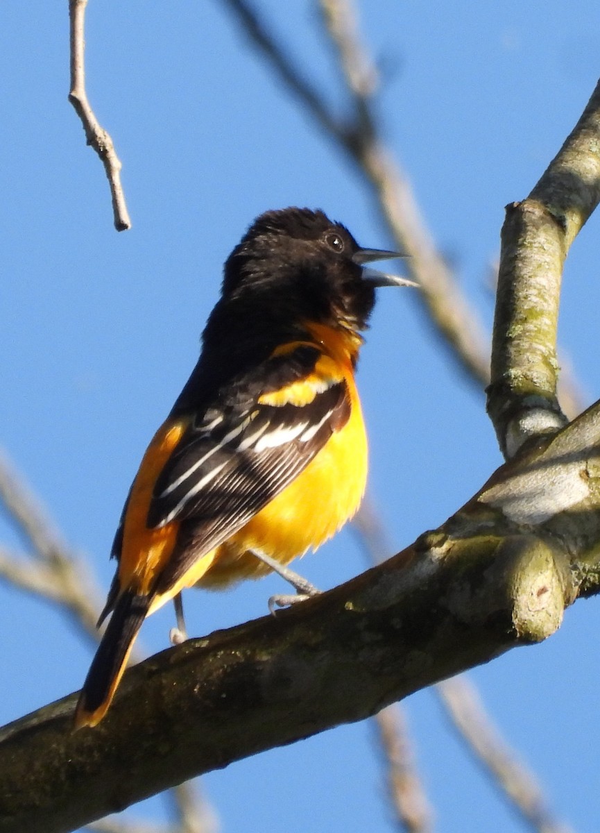 Baltimore Oriole - Shirley Andrews