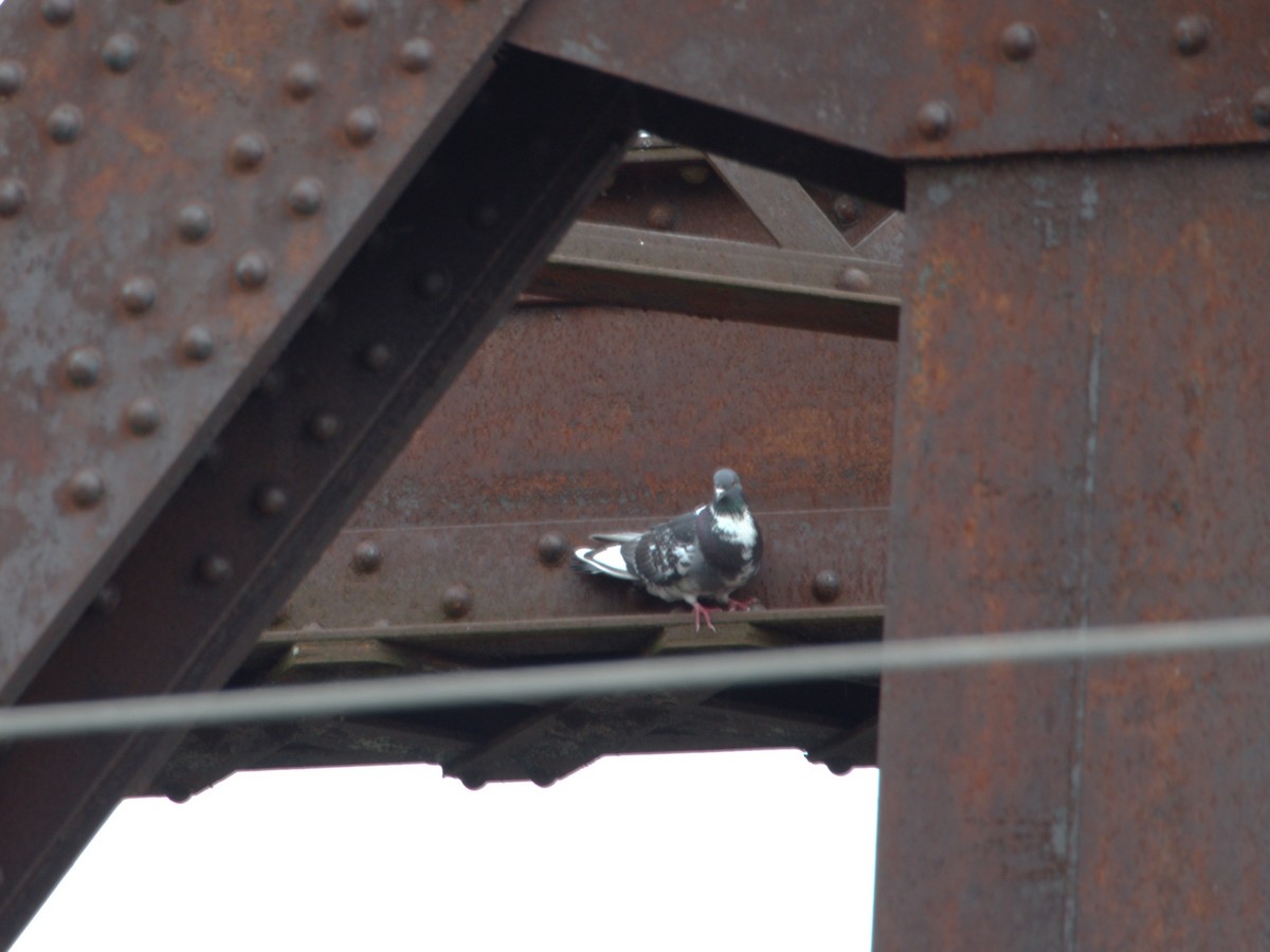 Rock Pigeon (Feral Pigeon) - Jean-Marc Vallières