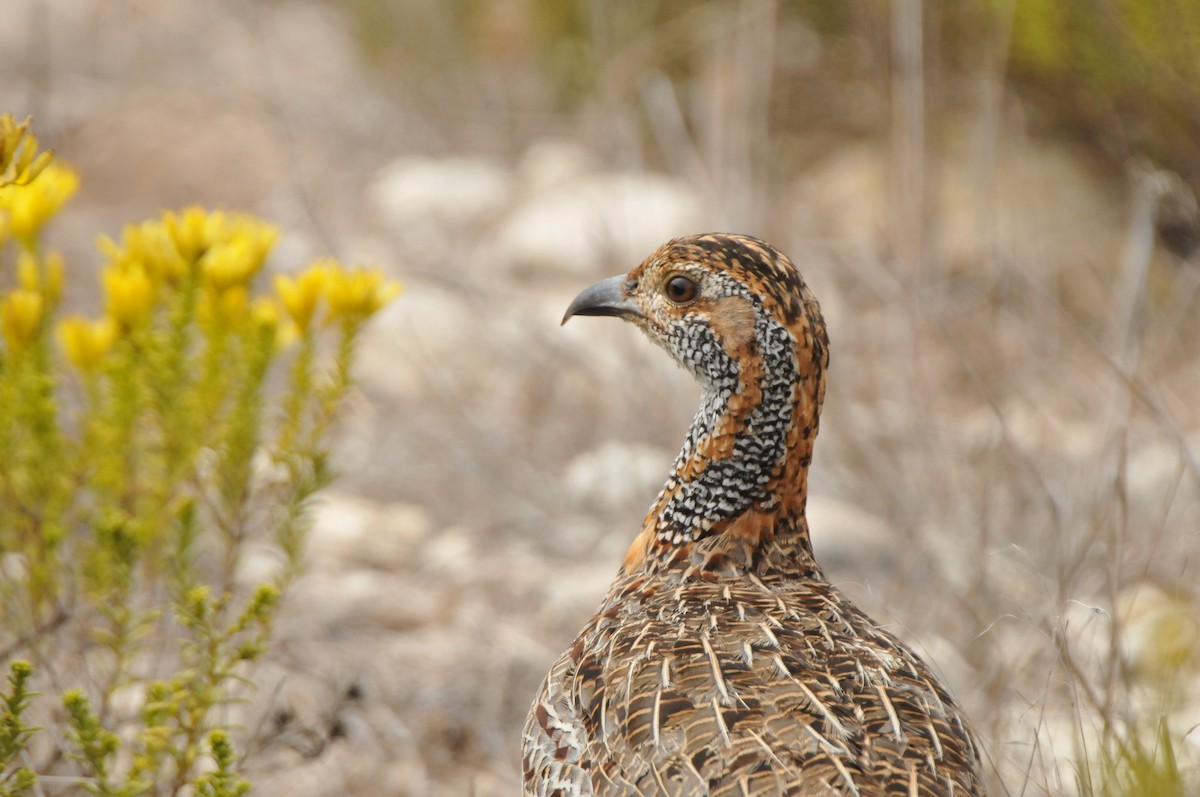 Gray-winged Francolin - ML618922647