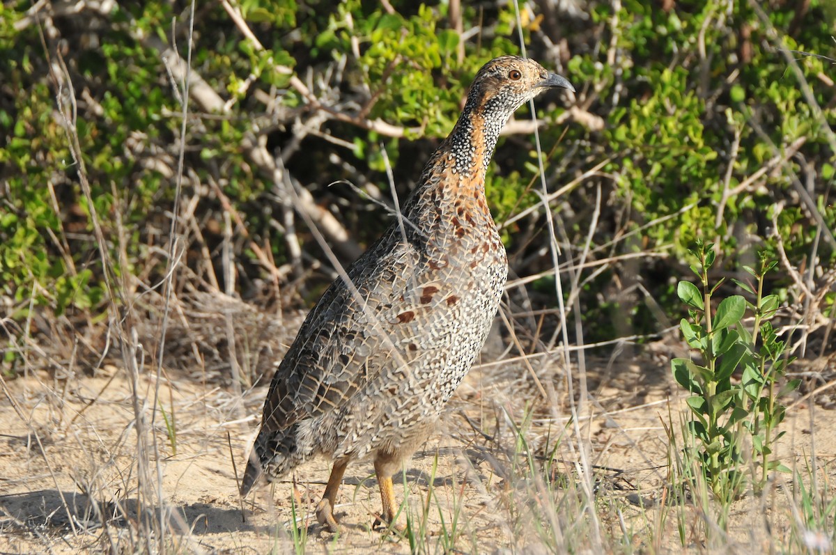 Gray-winged Francolin - ML618922649