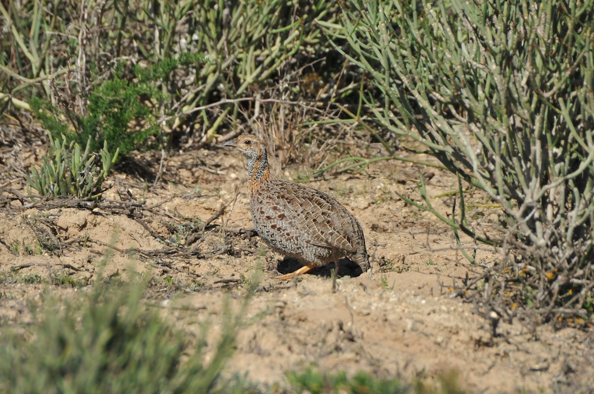 Gray-winged Francolin - ML618922650