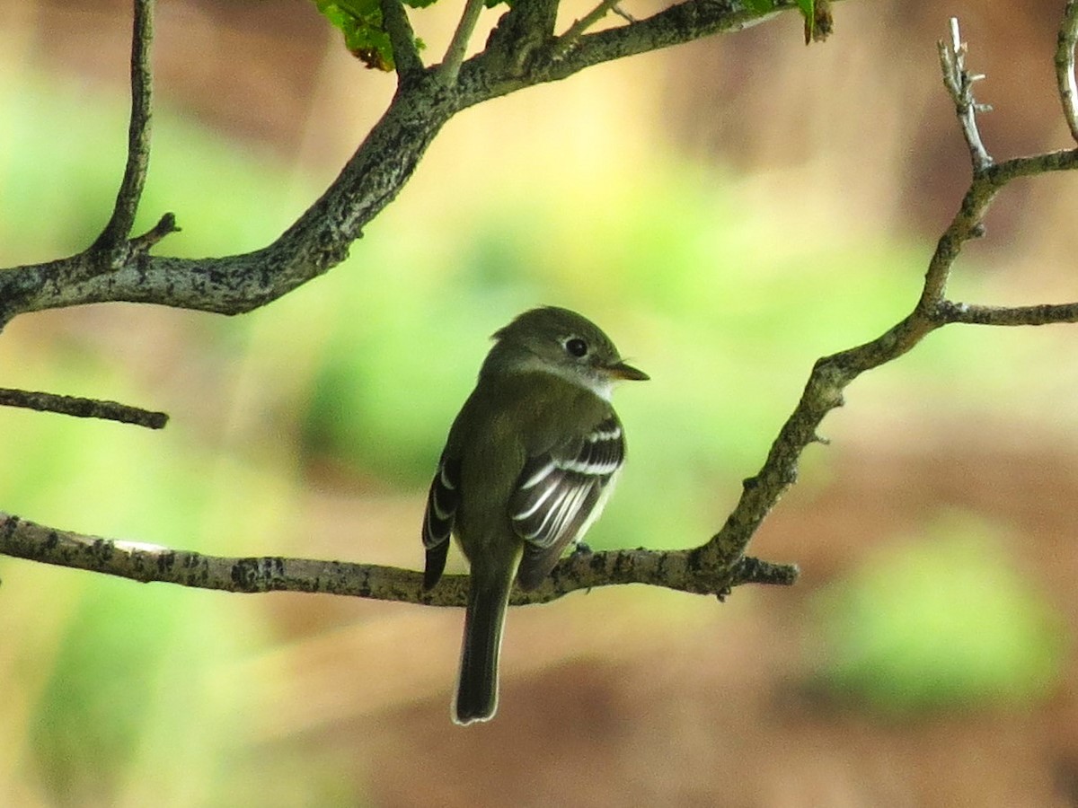 Least Flycatcher - ML618922663