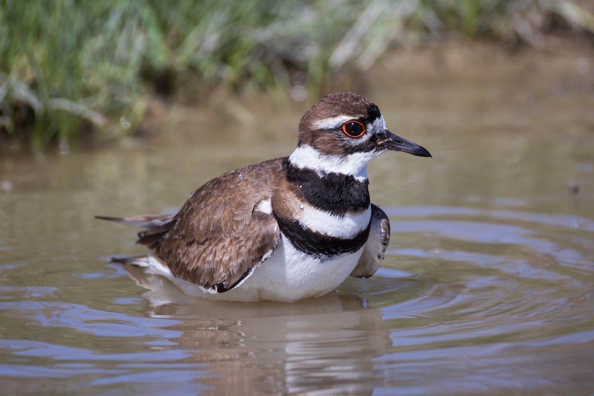 Killdeer - Harris Stein