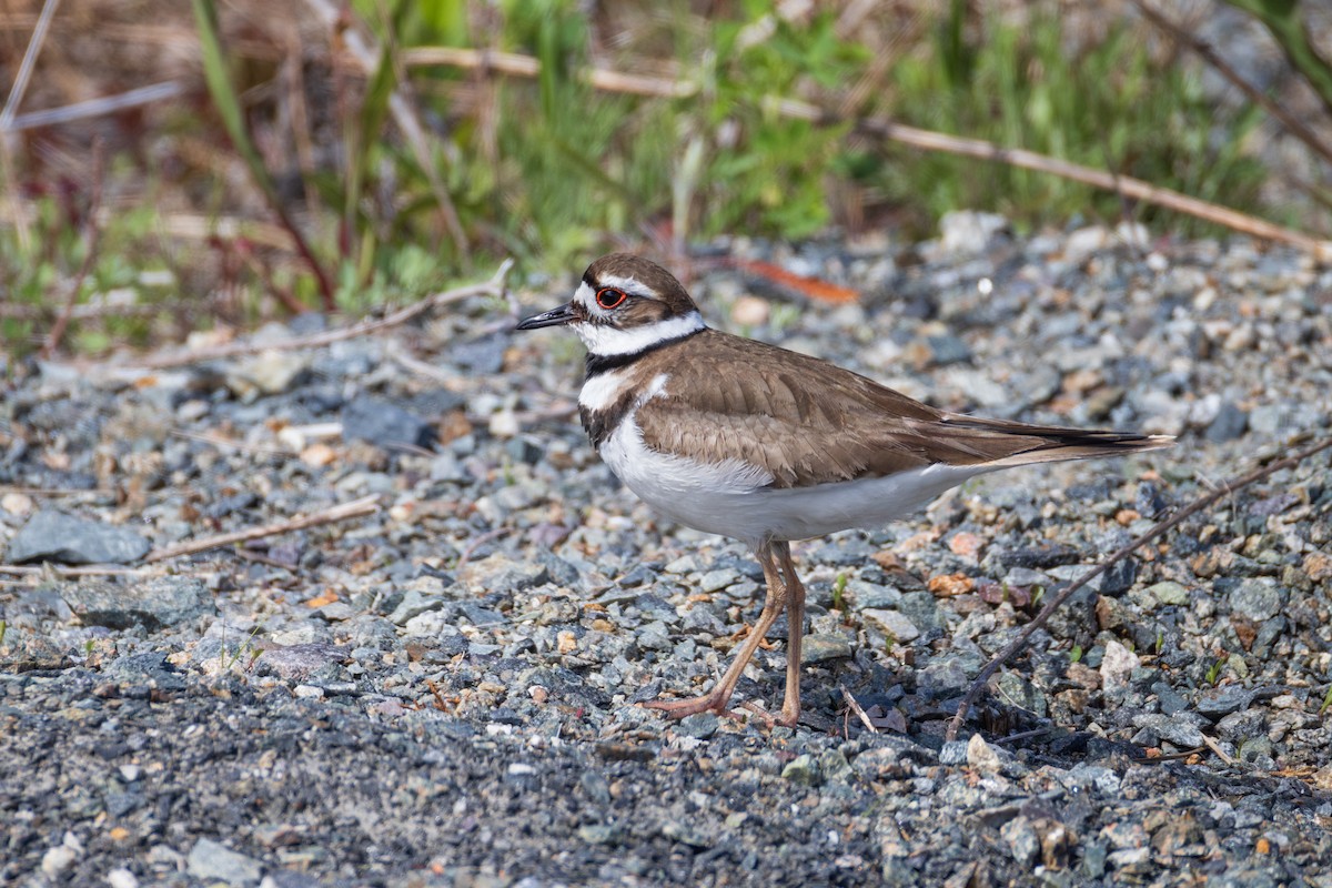 Killdeer - Harris Stein