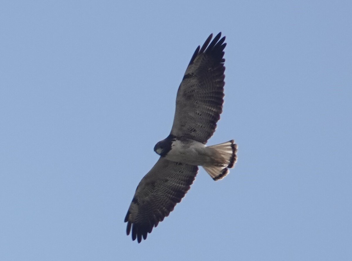 White-tailed Hawk - leo wexler-mann