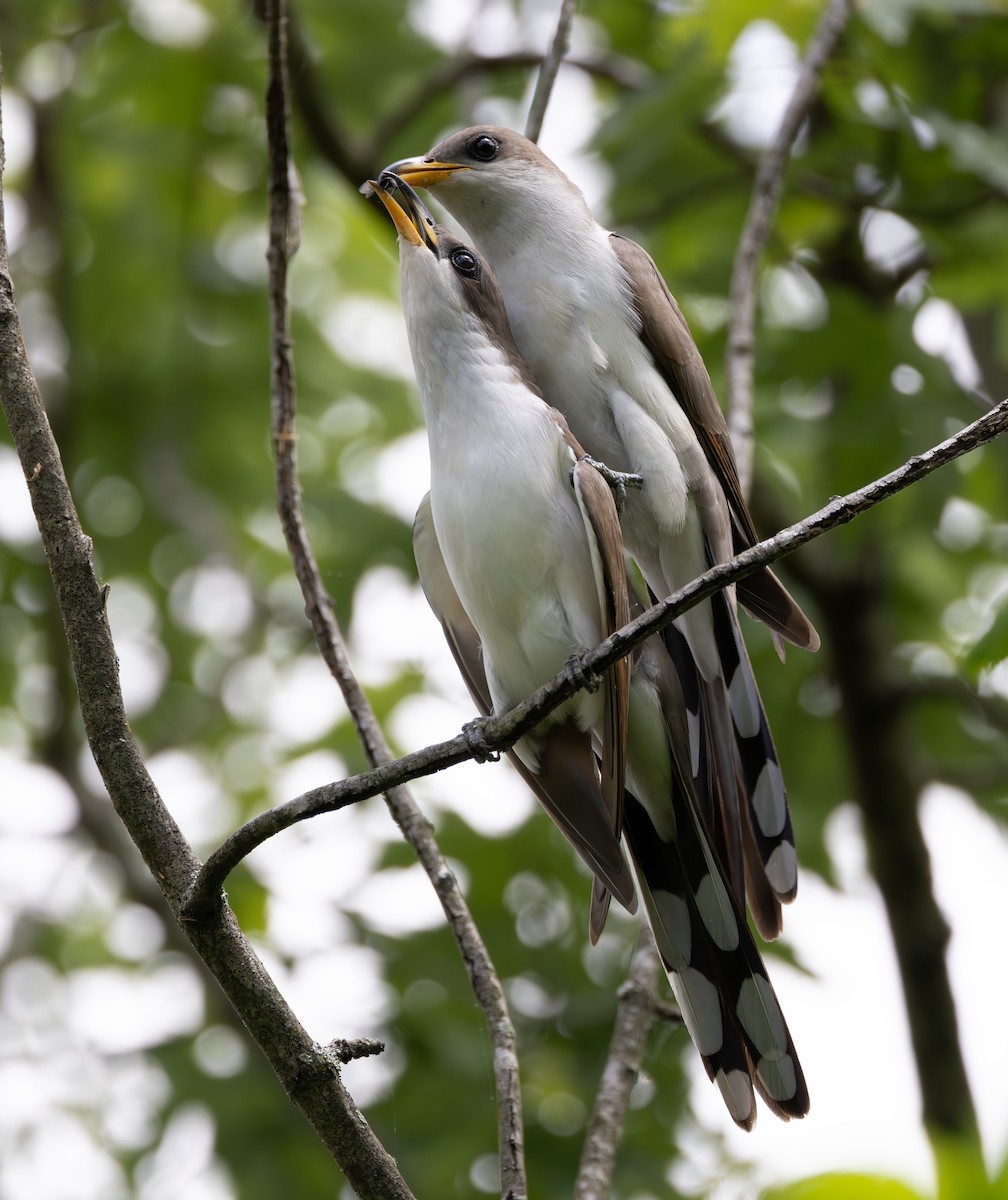 Yellow-billed Cuckoo - Bryan Henson