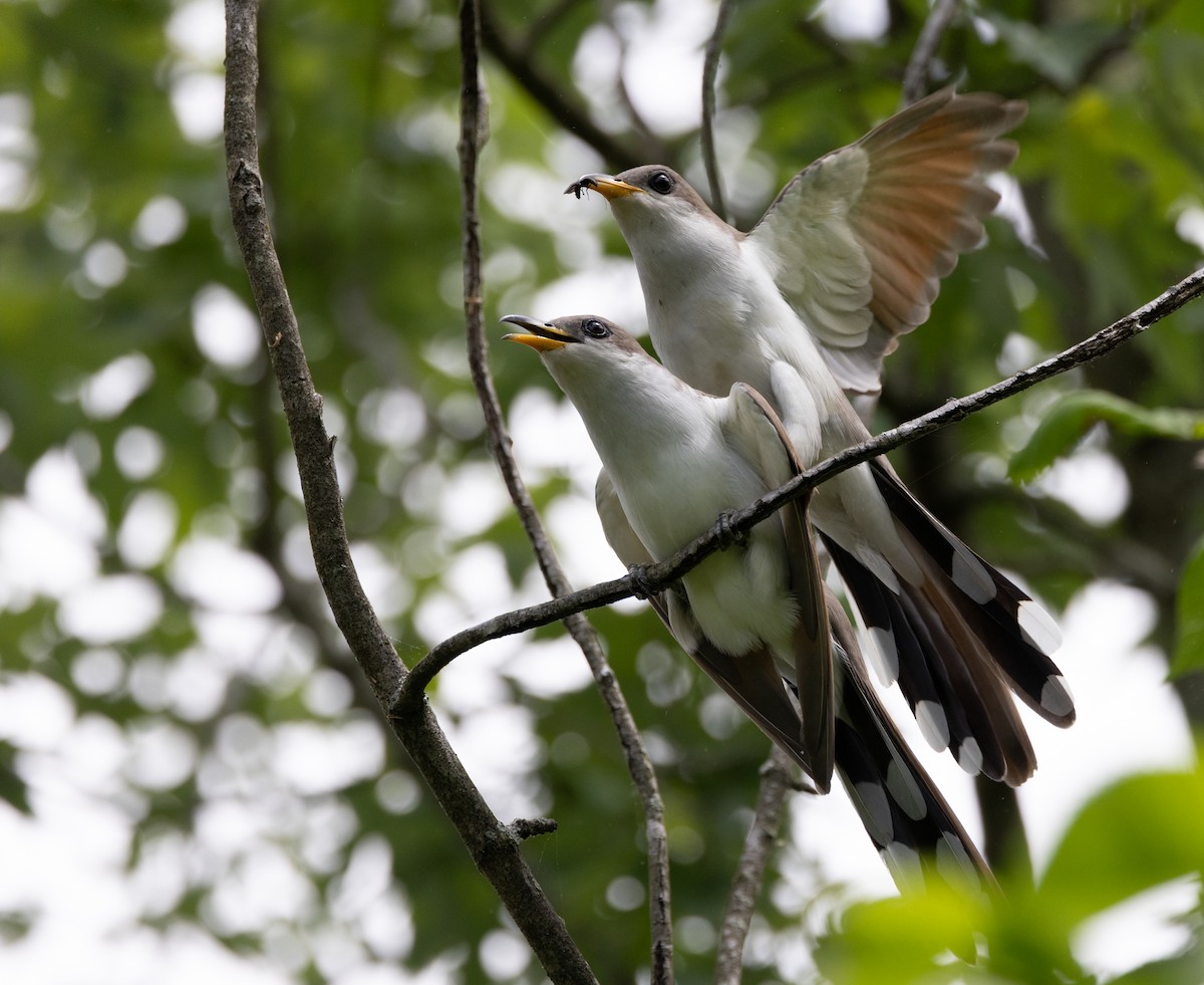 Yellow-billed Cuckoo - Bryan Henson