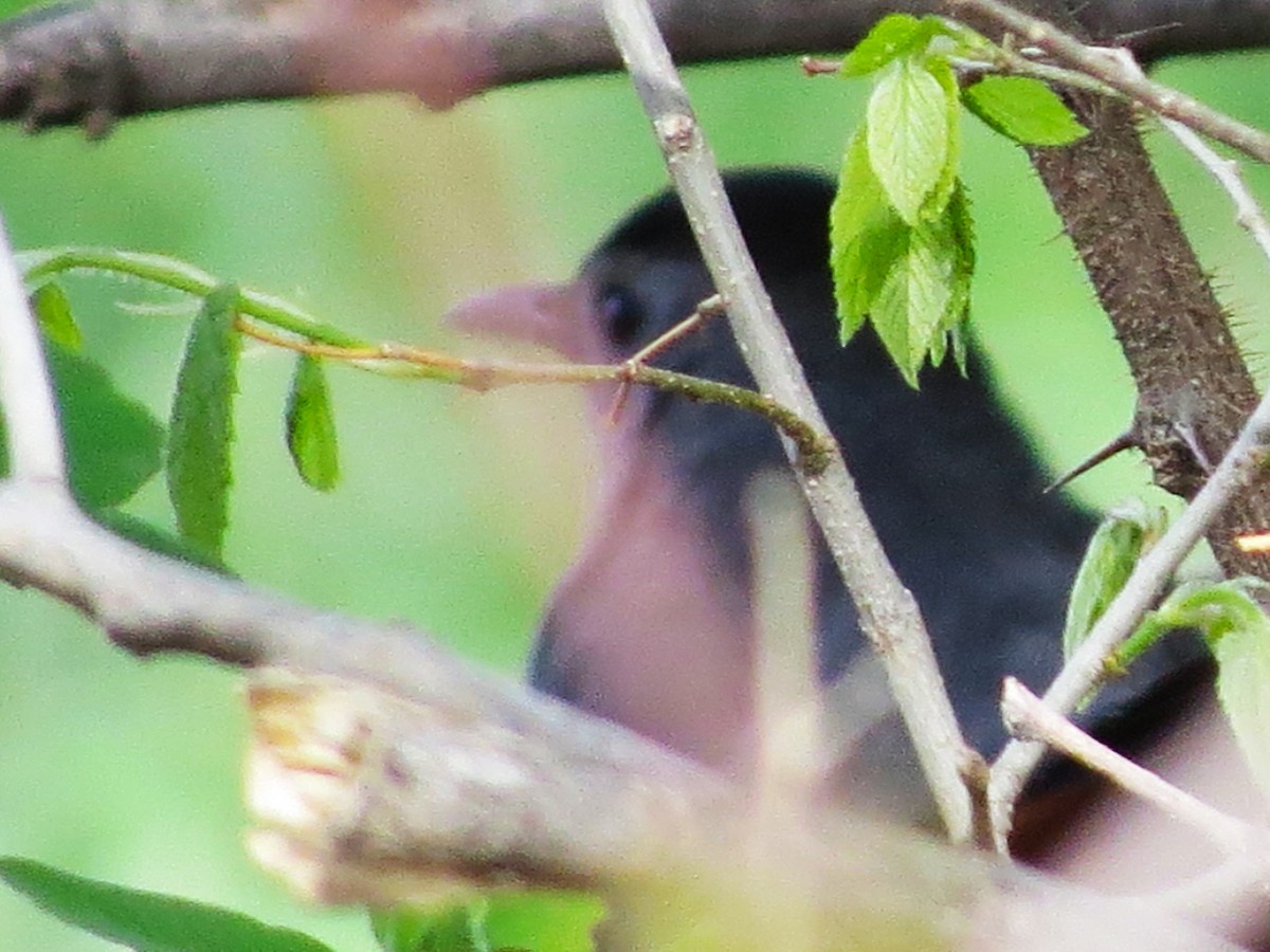 Gray Catbird - ML618922729