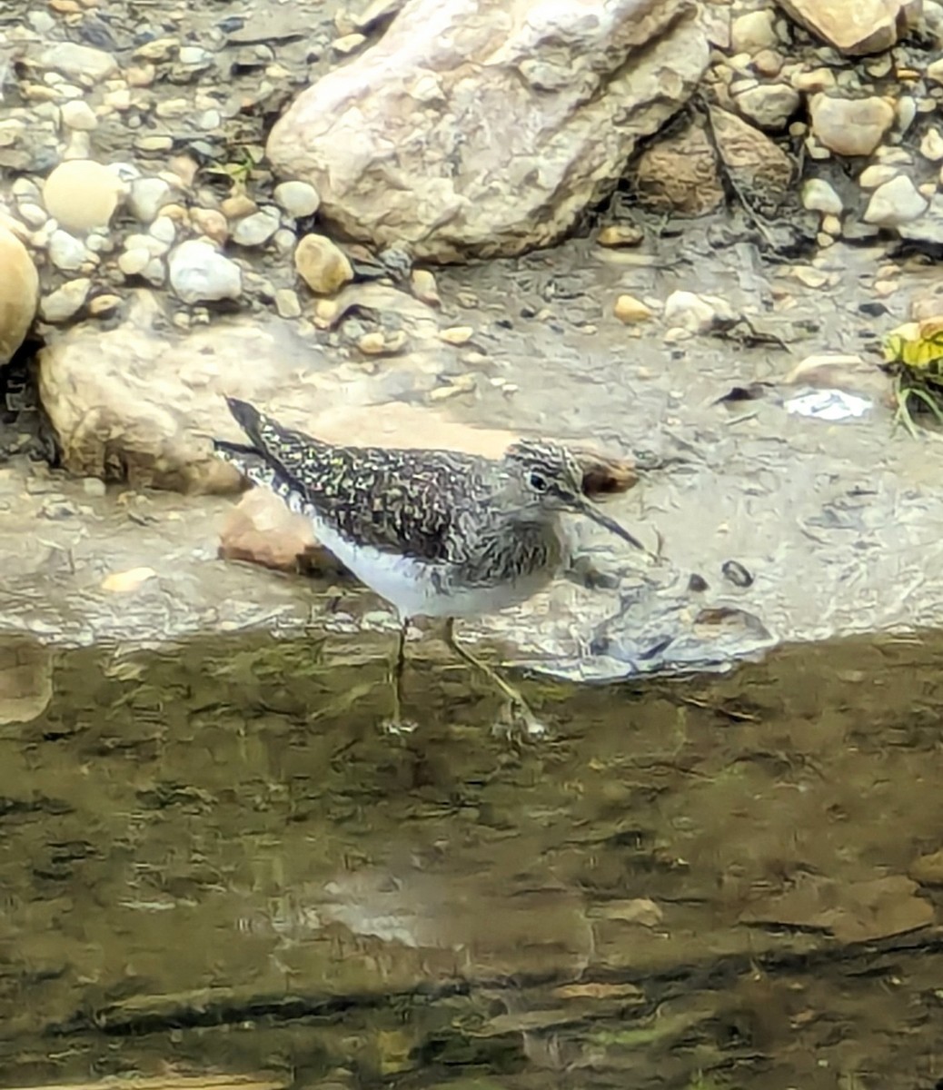 Solitary Sandpiper - Bill Smith