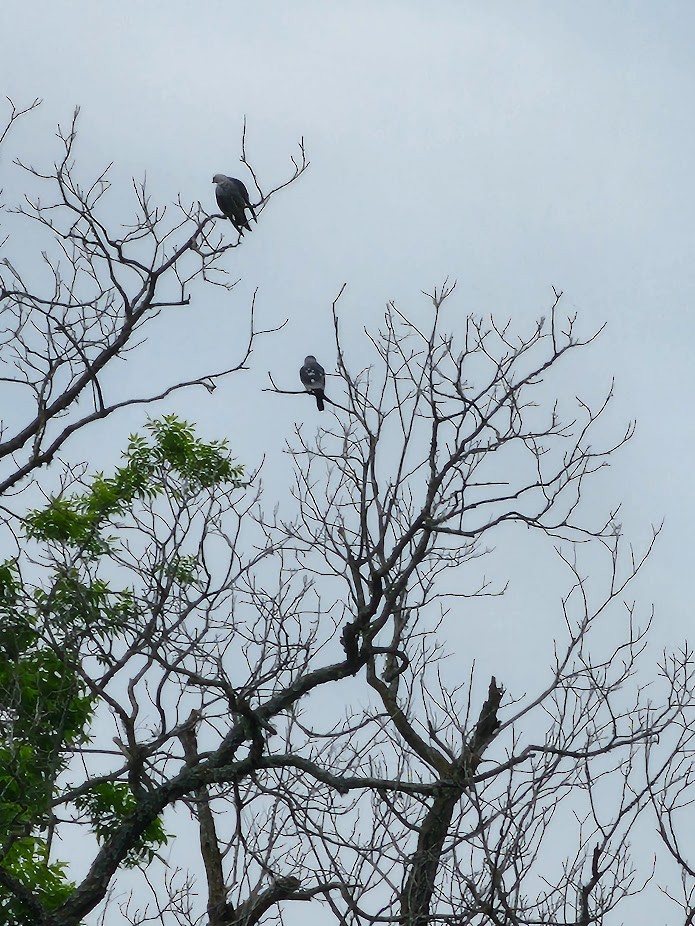 Mississippi Kite - ML618922735