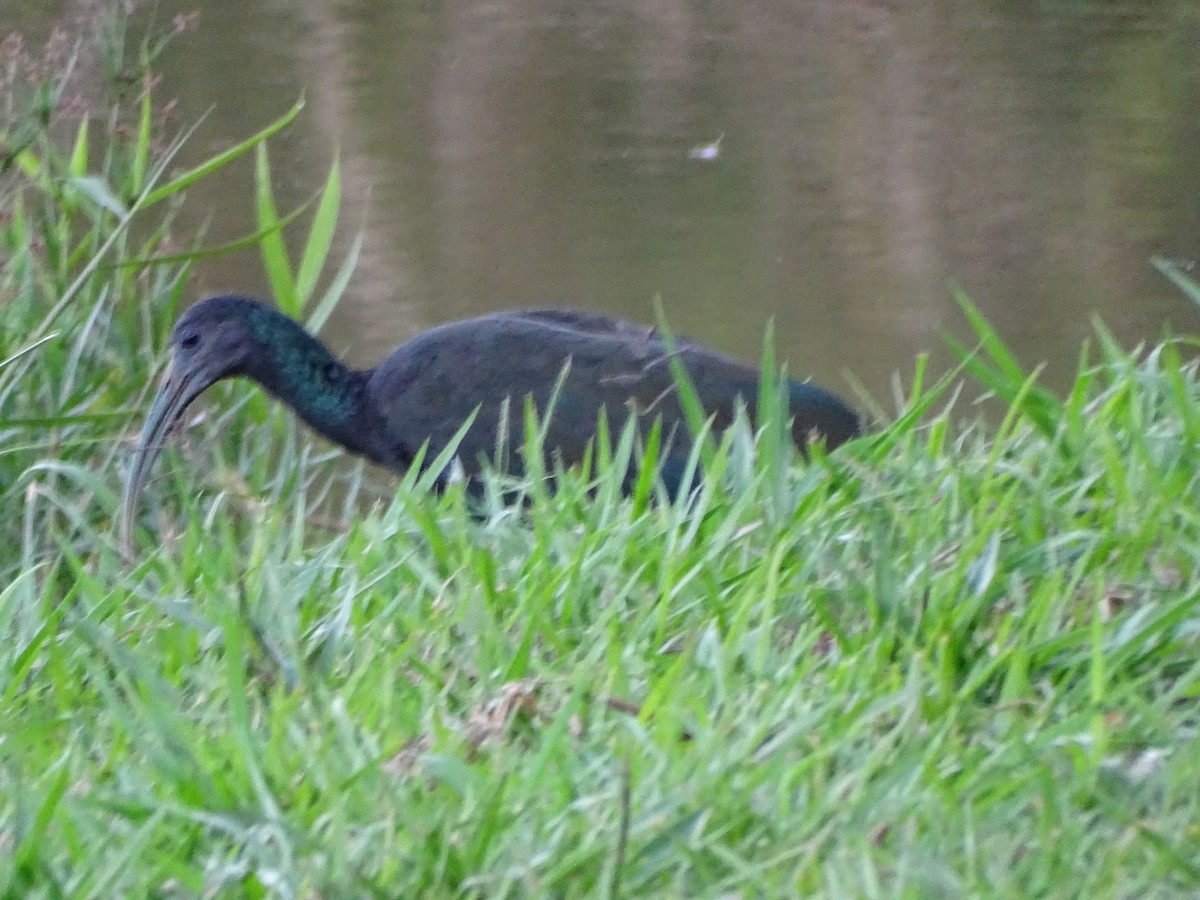 Green Ibis - Luciana Goya