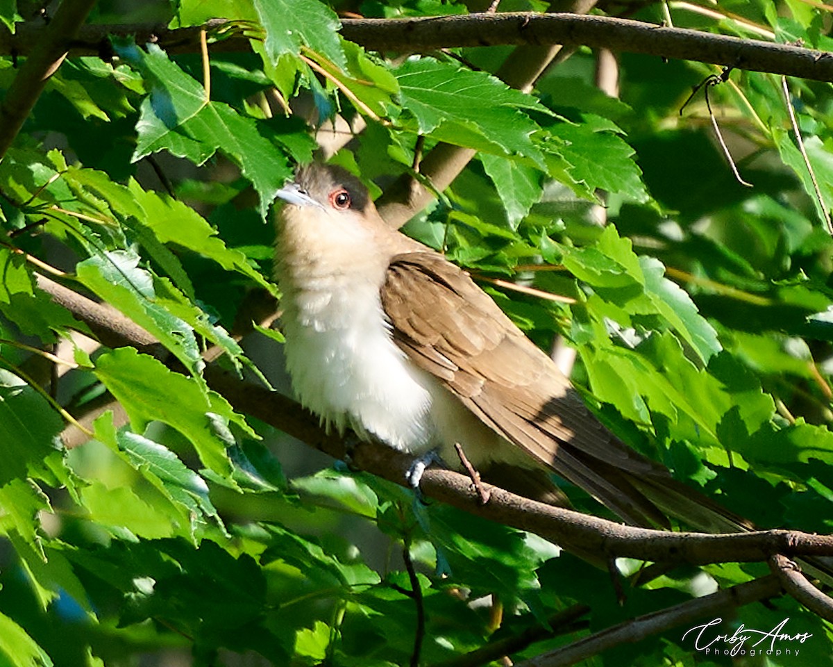 Black-billed Cuckoo - Corby Amos