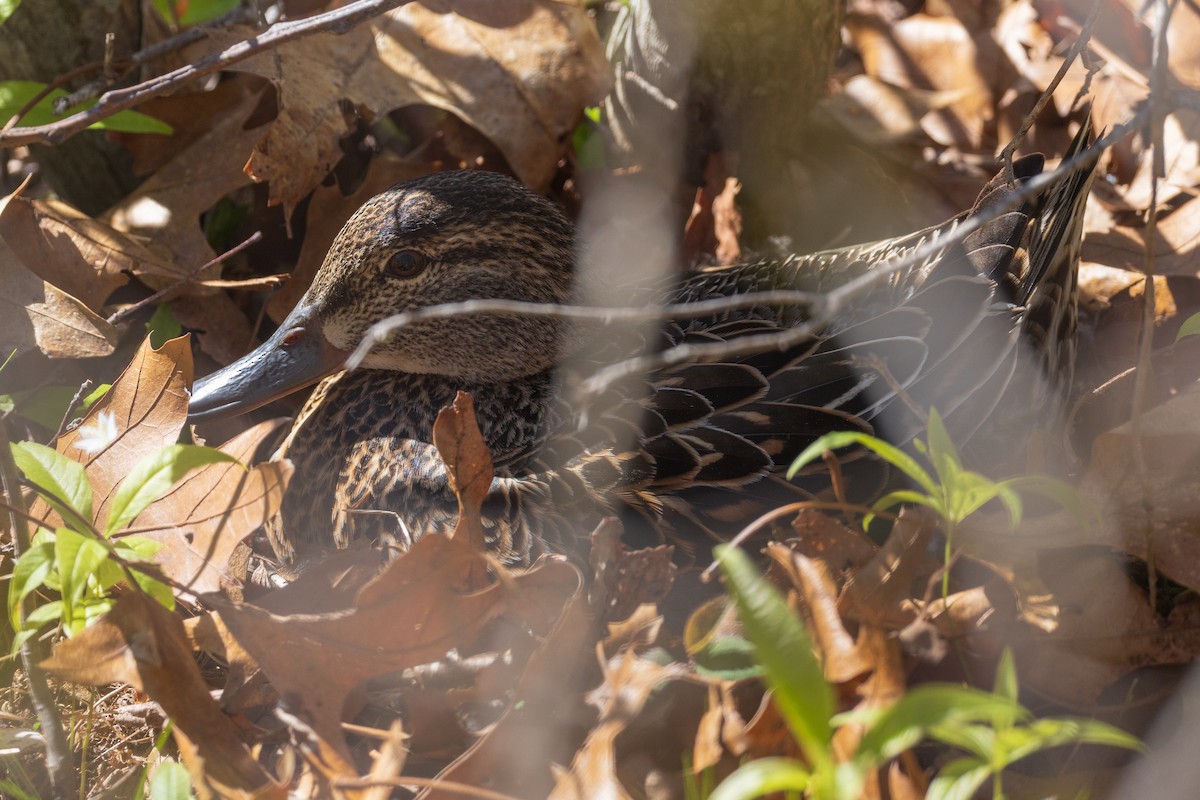 Green-winged Teal - Harris Stein