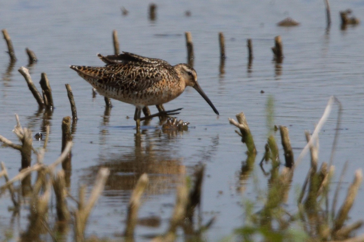 Short-billed Dowitcher - ML618922781