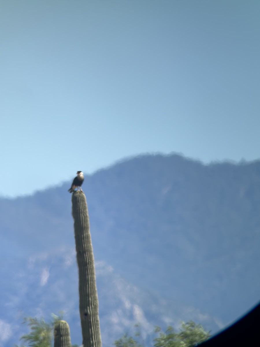 Crested Caracara - Ken Blankenship