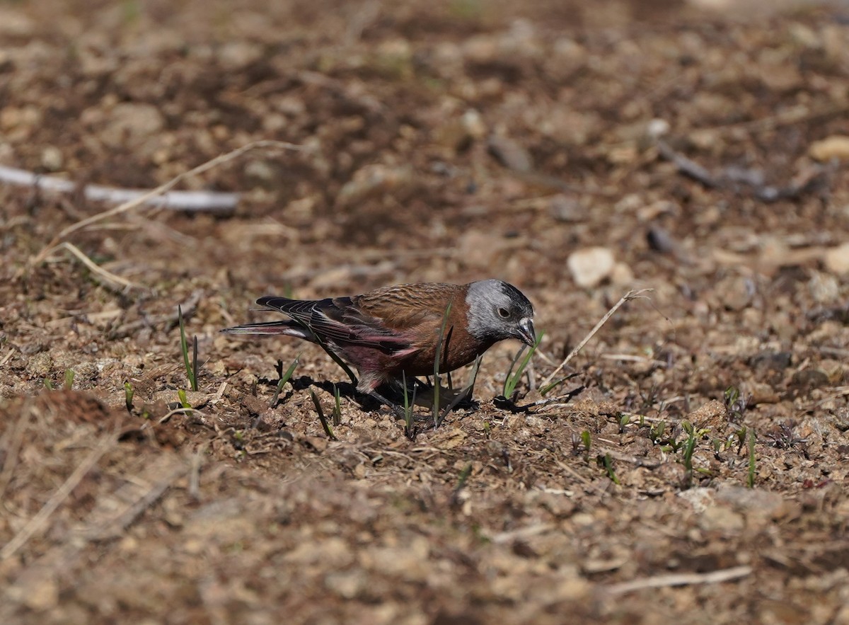 grånakkefjellfink (littoralis) - ML618922807