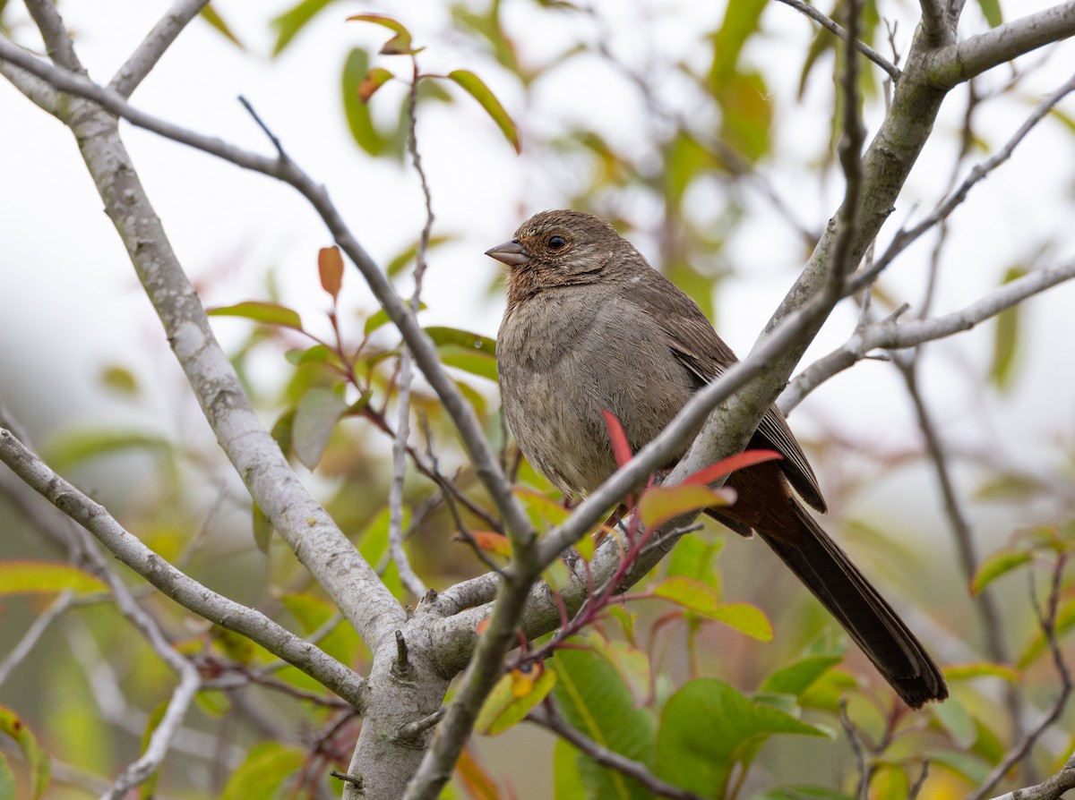 California Towhee - Gavin Aquila