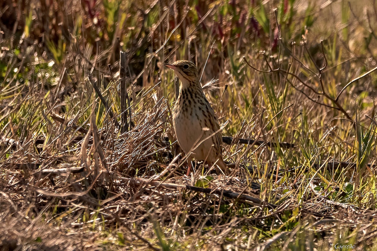 Correndera Pipit - Juan Carlos Carreño Rojas