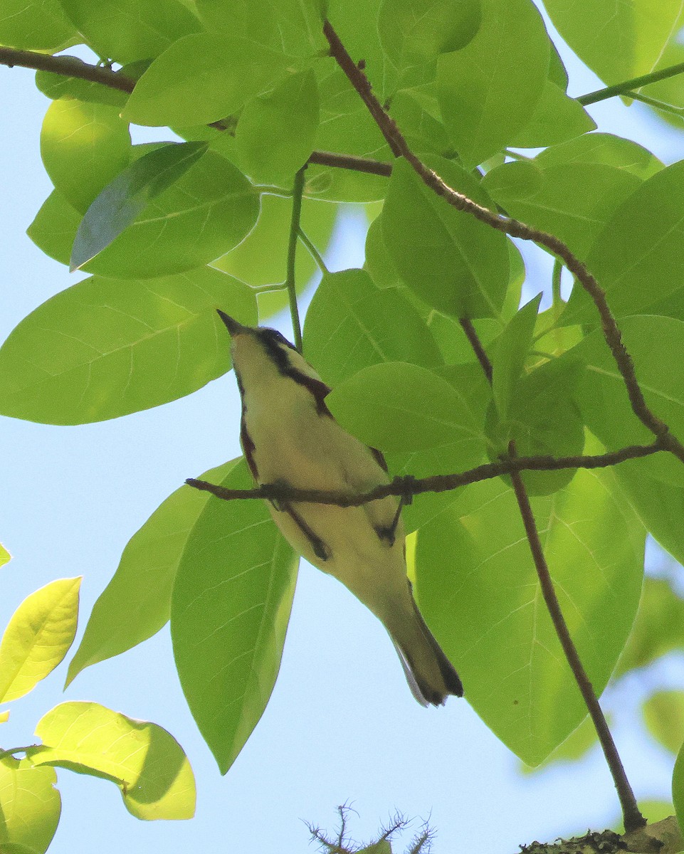 Chestnut-sided Warbler - Rick Kittinger