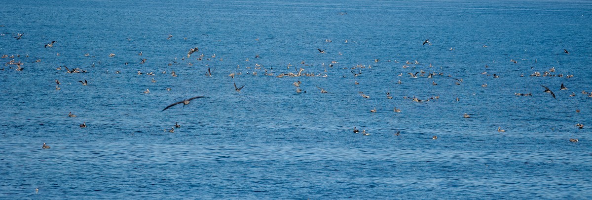 Brown Pelican - Carlos Roberto Chavarria