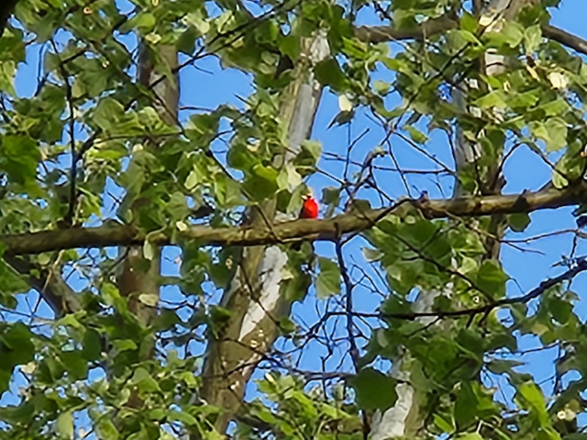 Scarlet Tanager - Stan Smith