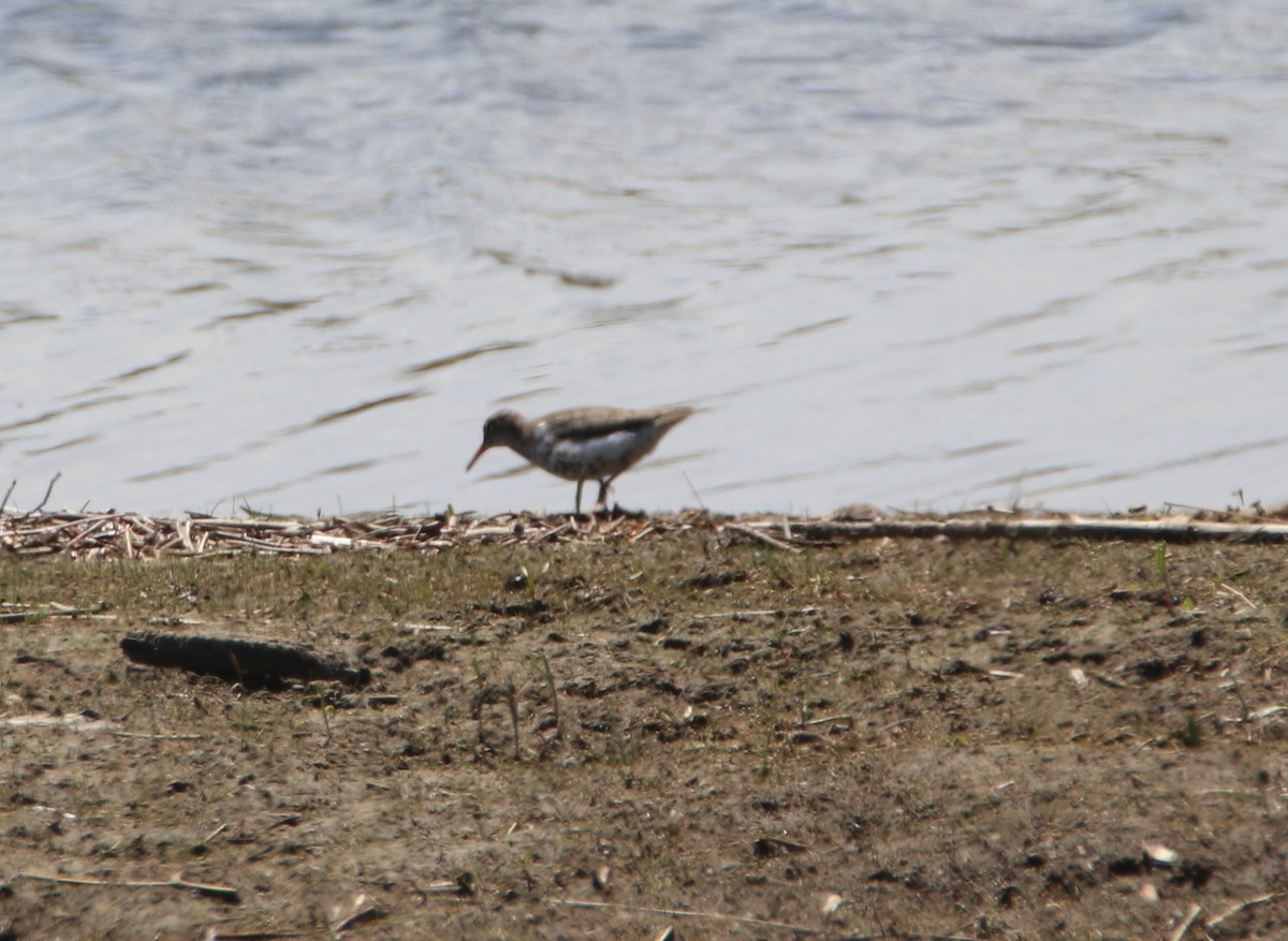 Spotted Sandpiper - Alain Sheinck