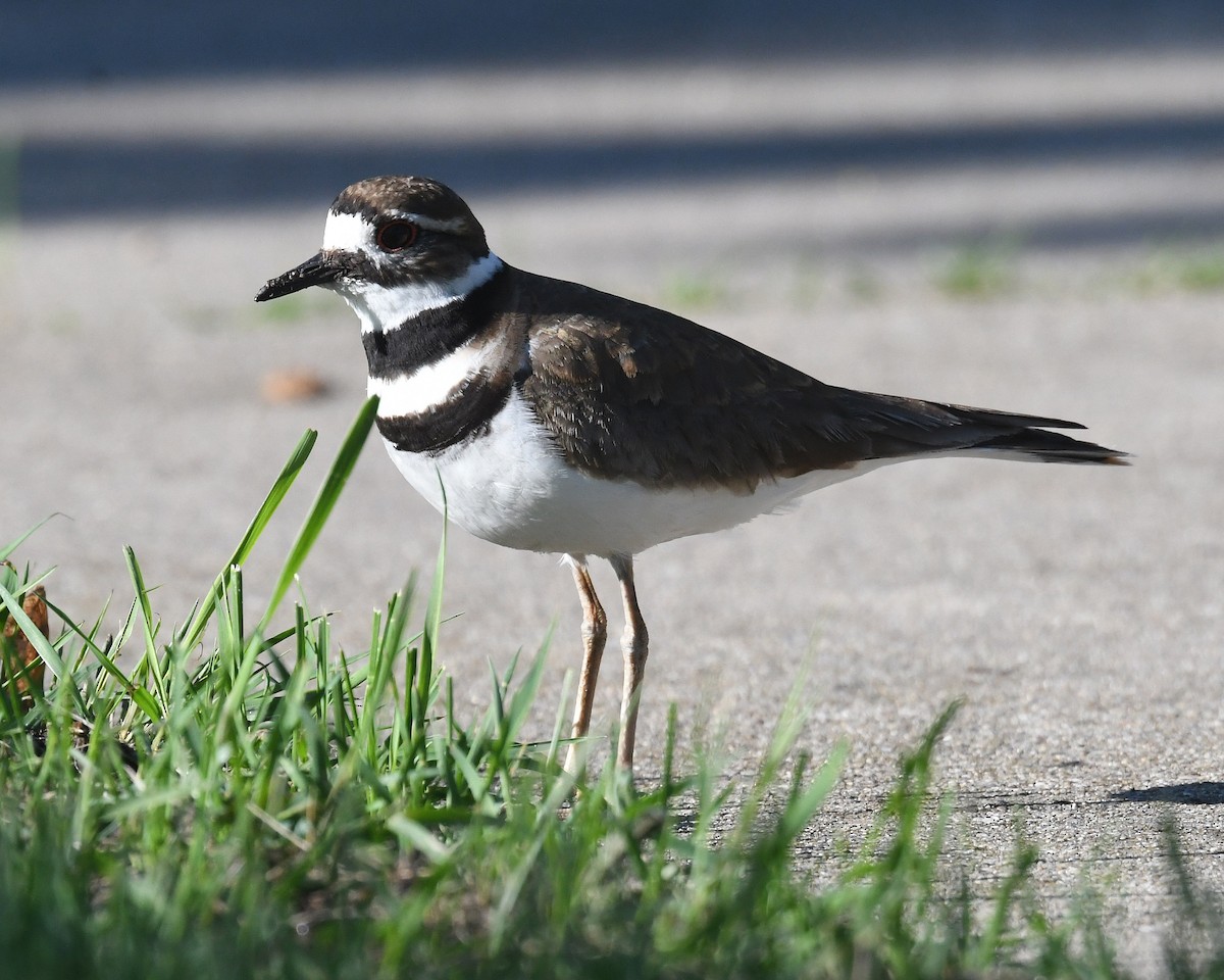 Killdeer - Michael Topp