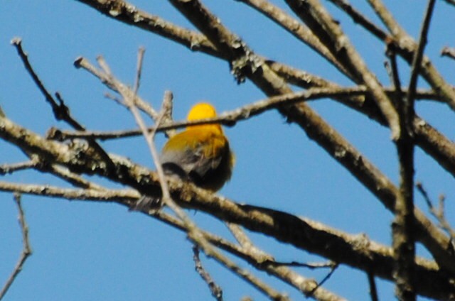 Prothonotary Warbler - Mr. Bryan Sharp