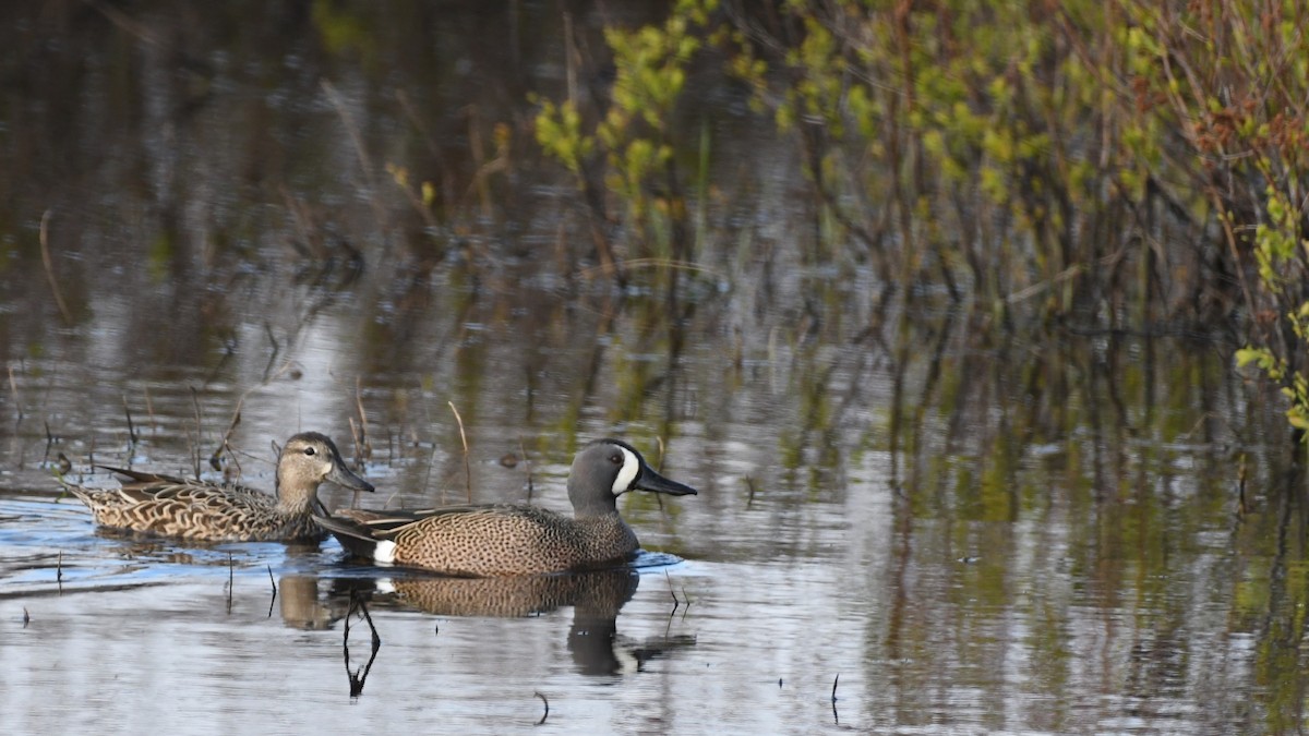 Blue-winged Teal - Marc Poirier