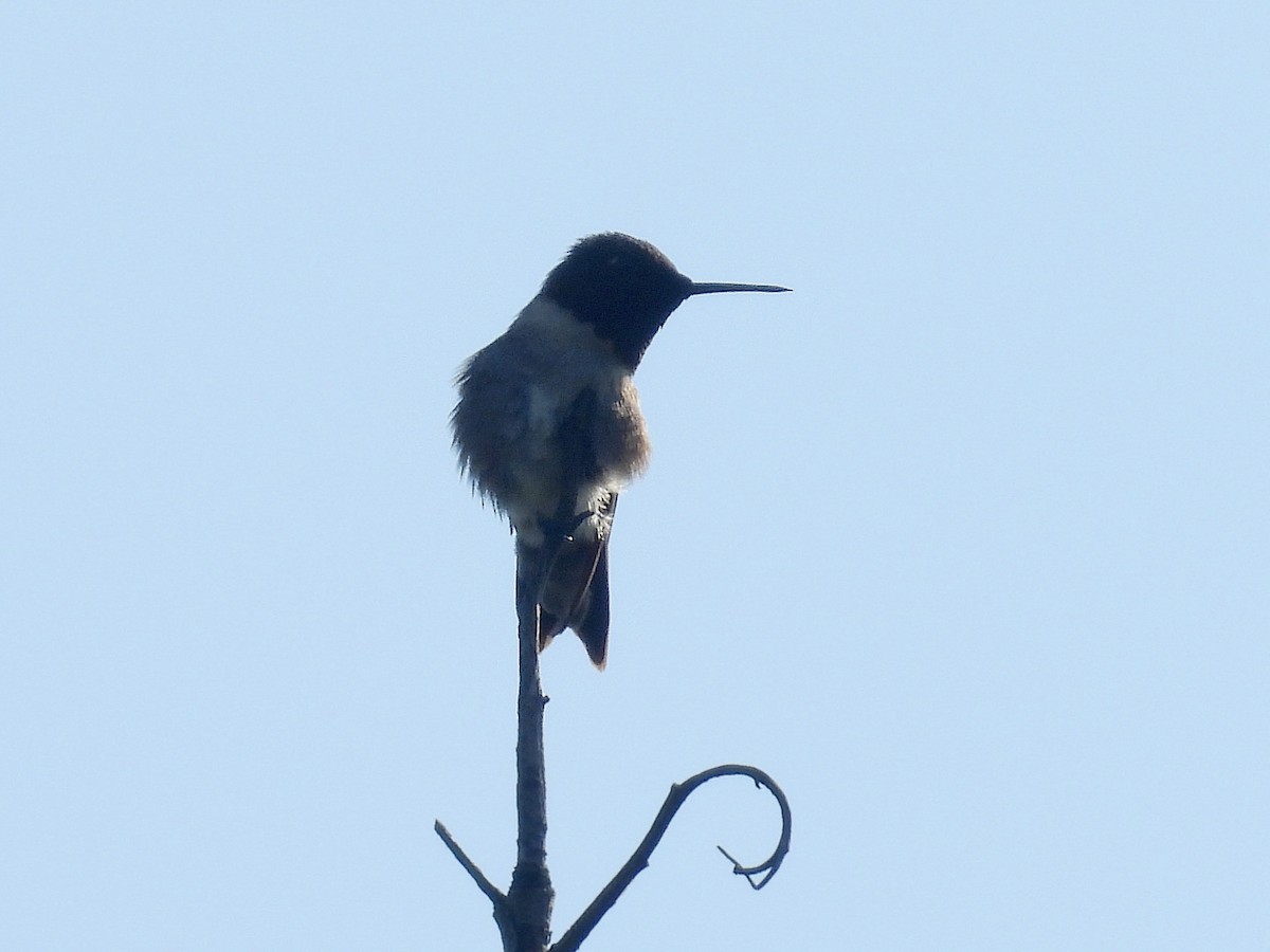 Ruby-throated Hummingbird - Urs Geiser