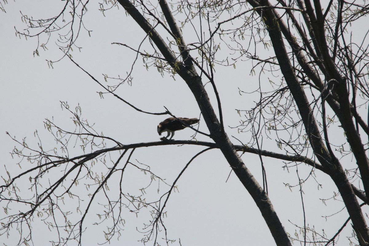 Osprey - Alain Sheinck