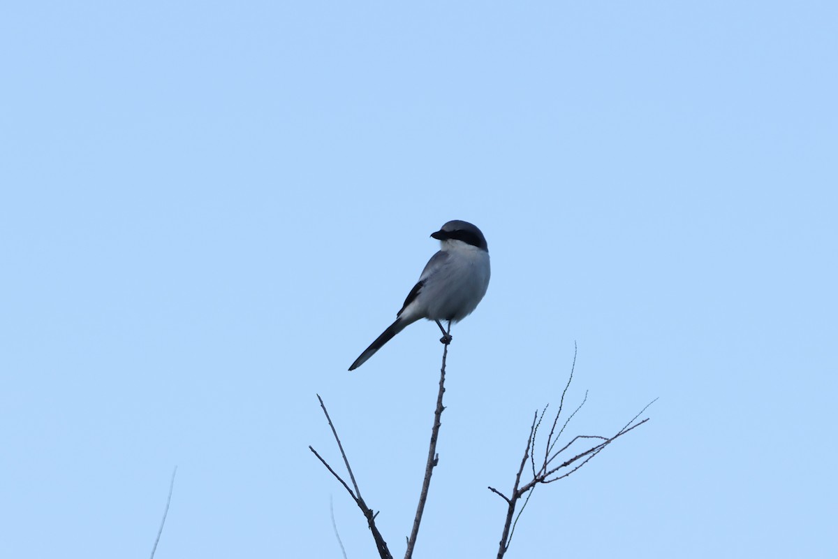 Loggerhead Shrike - Jon Aird