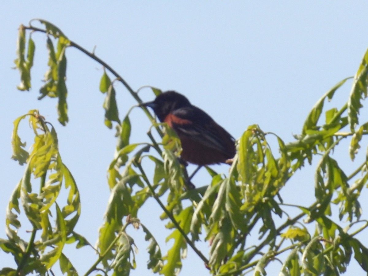 Orchard Oriole - Urs Geiser