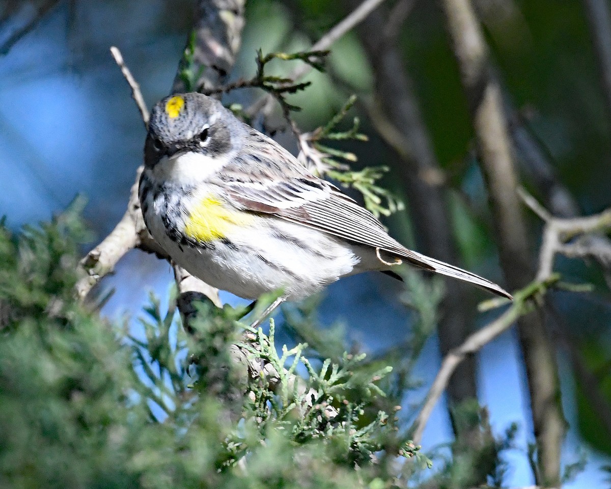 Yellow-rumped Warbler - Michael Topp