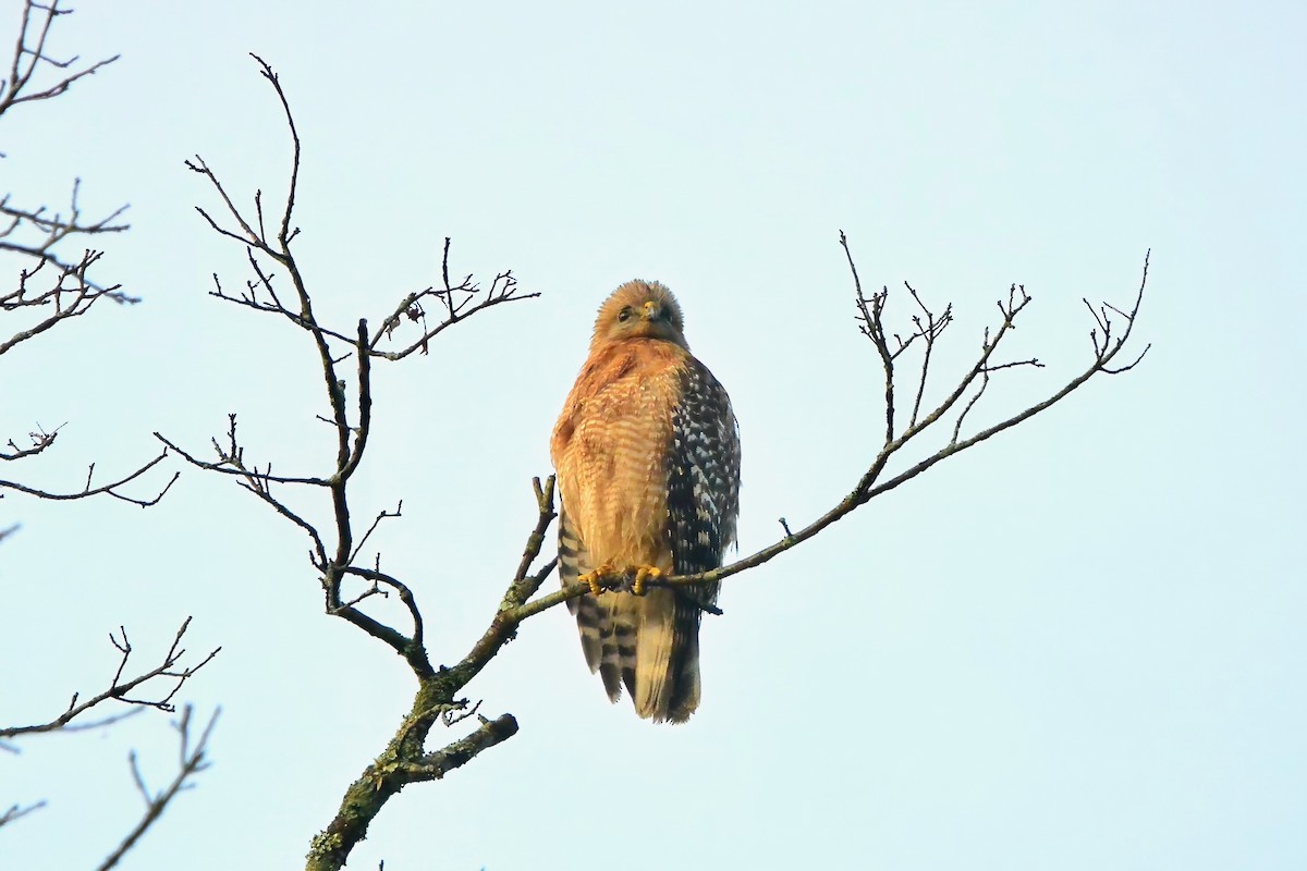 Red-shouldered Hawk - Seth Honig