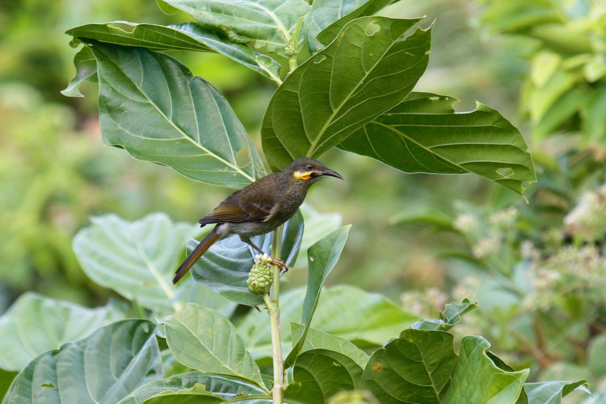 Eastern Wattled-Honeyeater - Daniel George