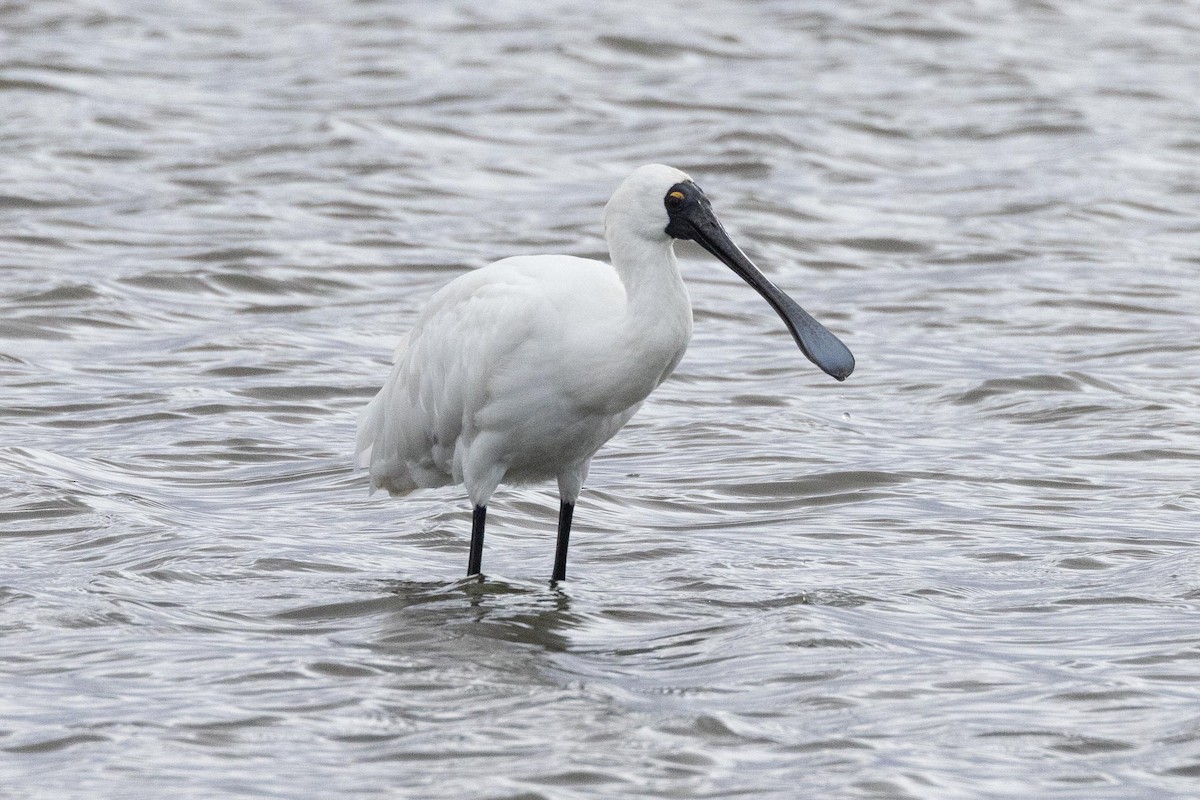 Royal Spoonbill - Eric VanderWerf