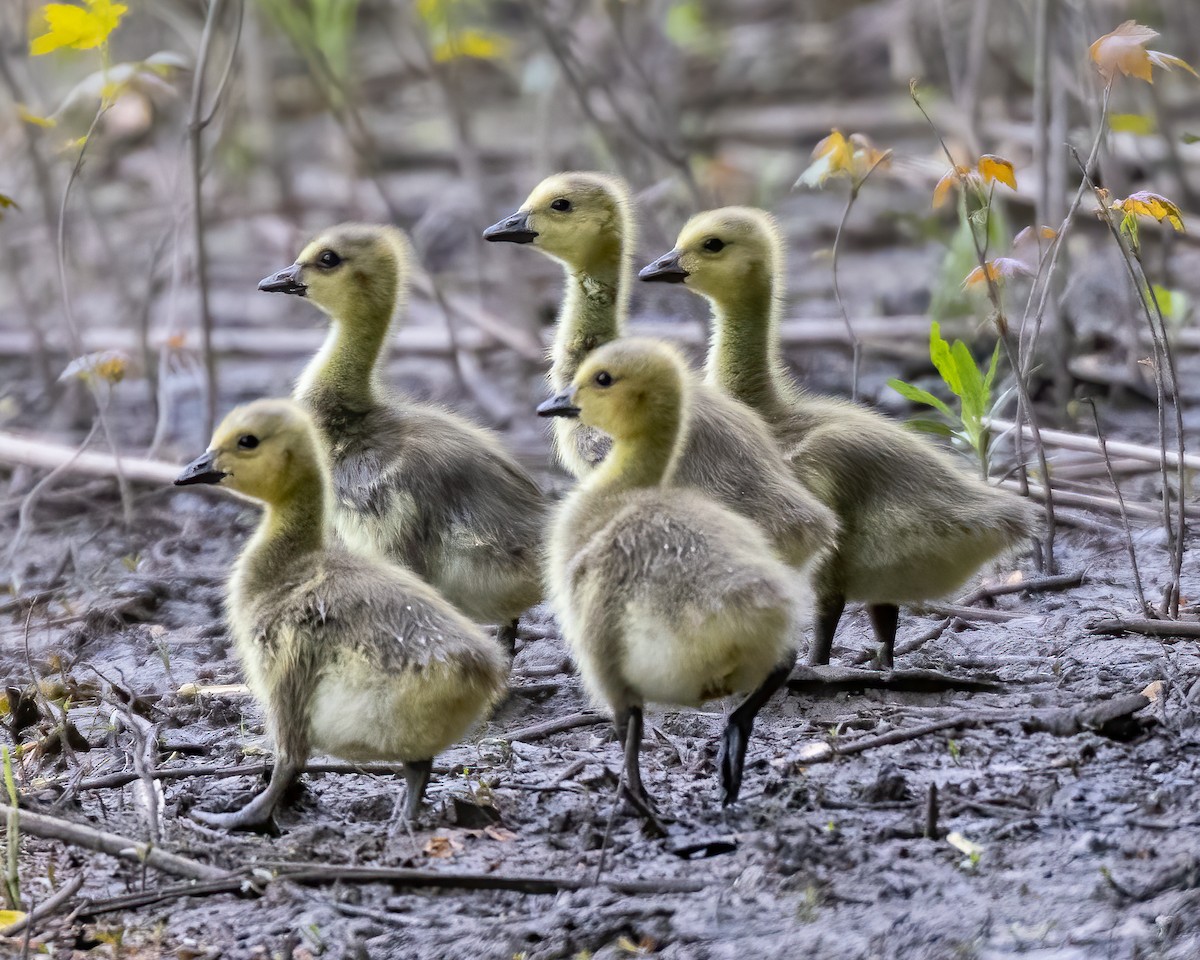 Canada Goose - Kelly White