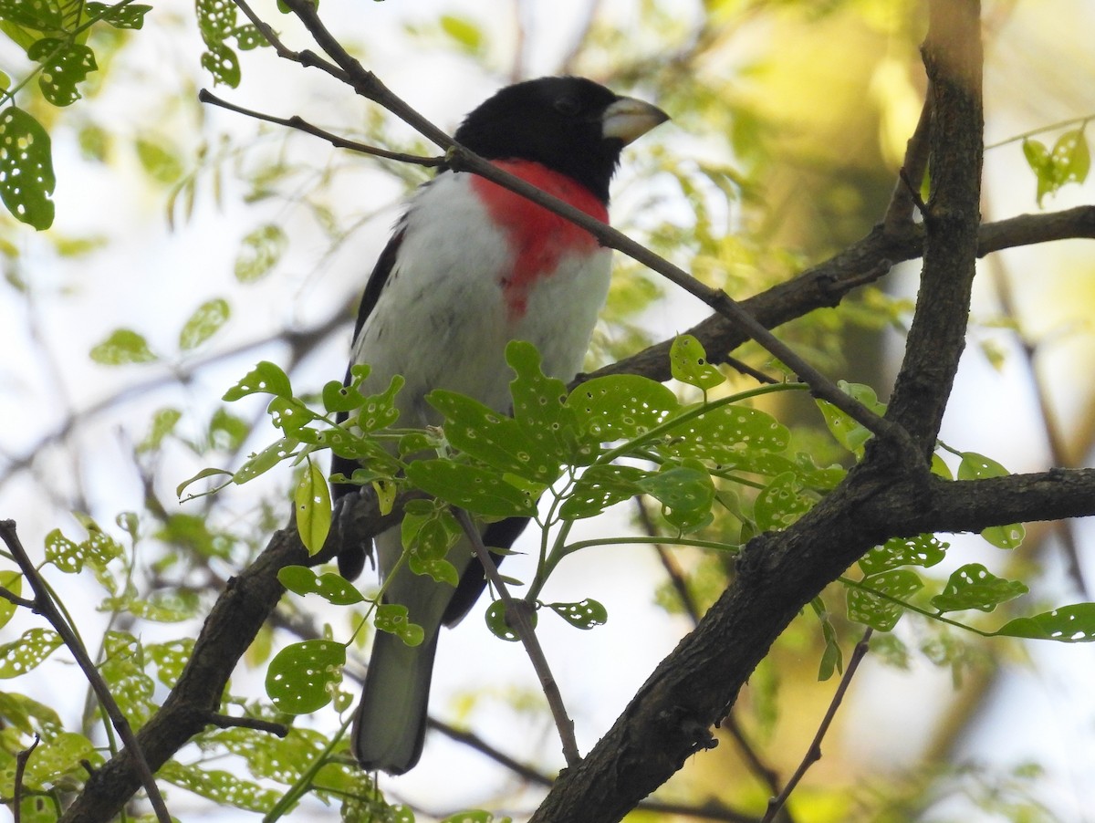 Rose-breasted Grosbeak - Urs Geiser