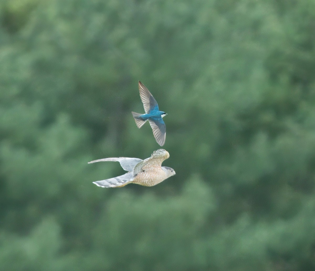 Tree Swallow - Felipe Lopez