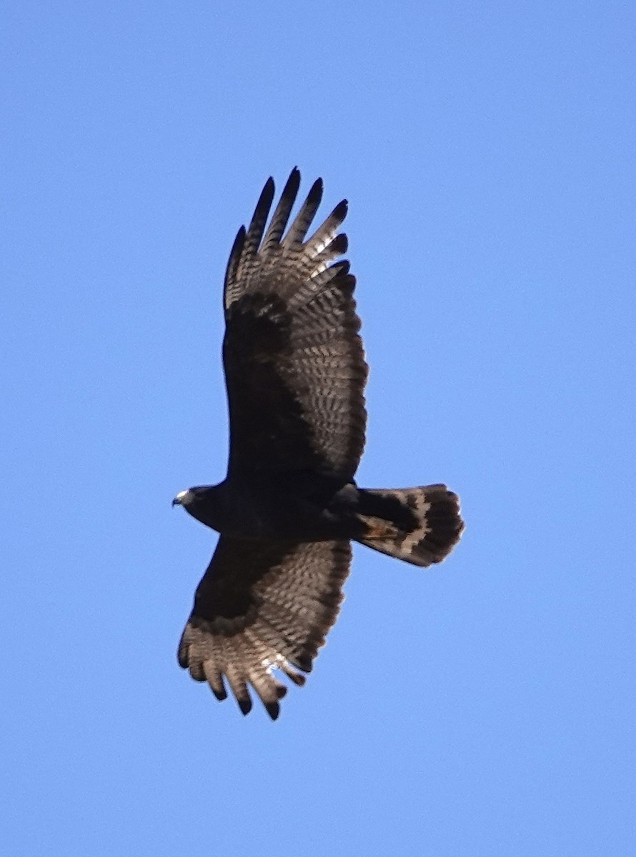 Zone-tailed Hawk - ML618923049