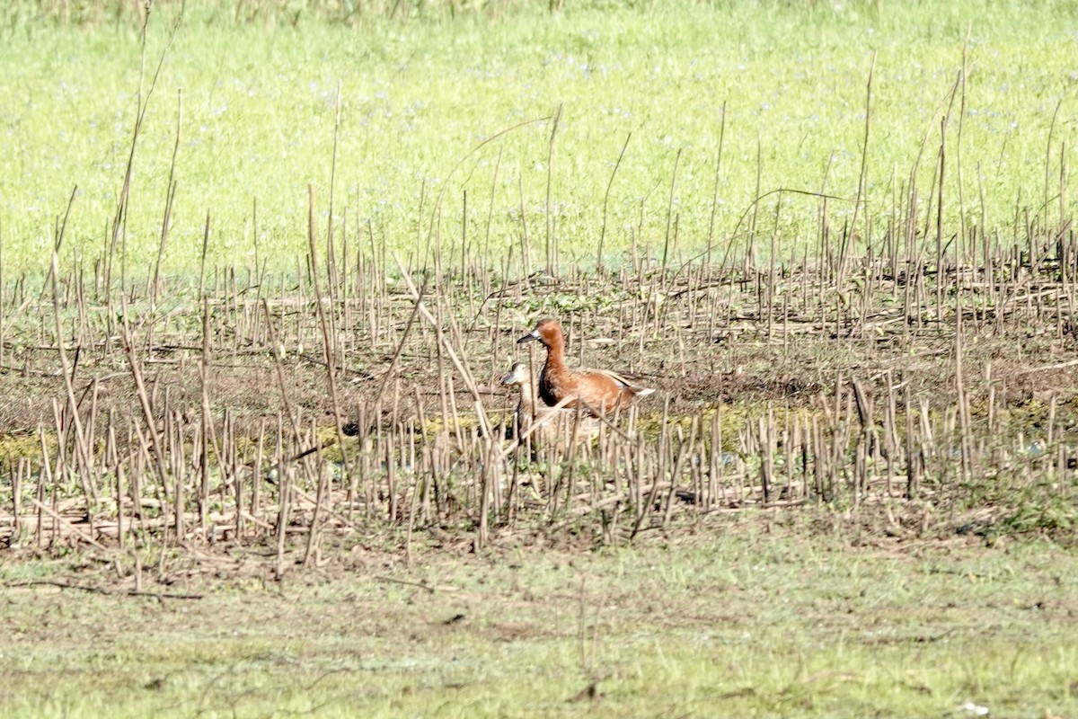 Cinnamon Teal - ML618923057